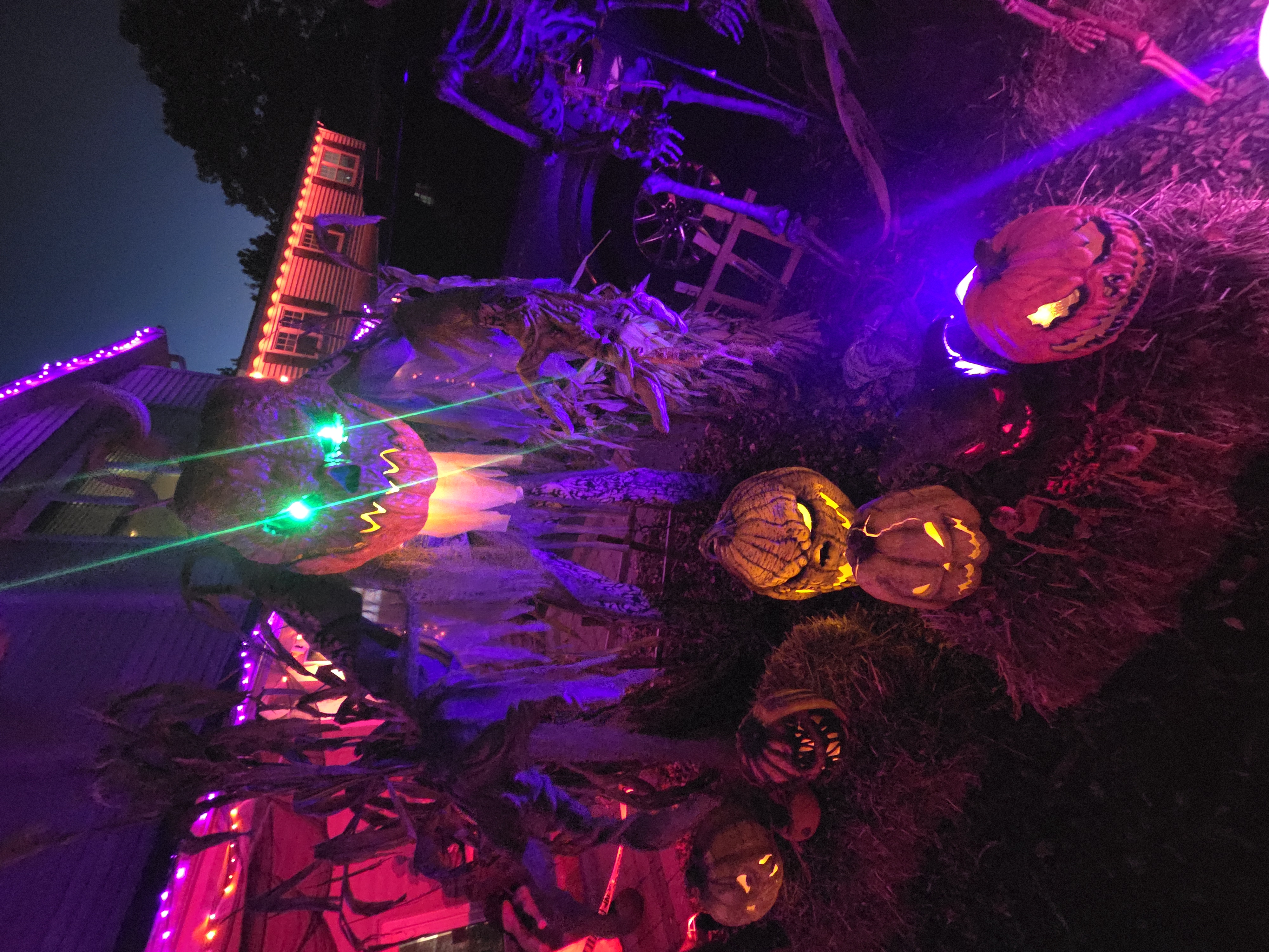 Skellies on Shelley